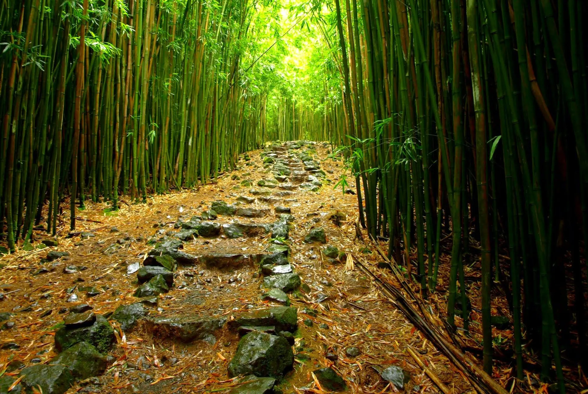 Waterfall & Rainforest Hike — South Maui Hotel Transfers photo